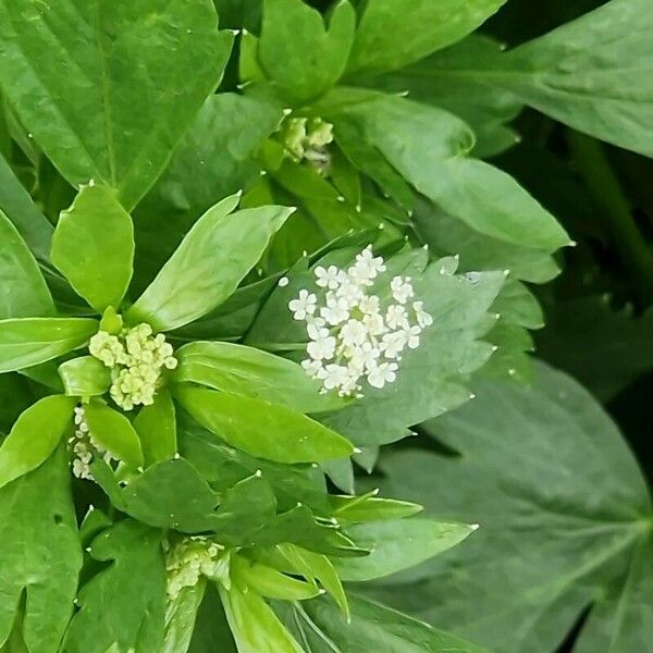 Apium graveolens Flower