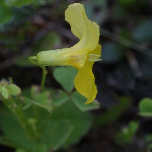 Oxalis macrantha Flower