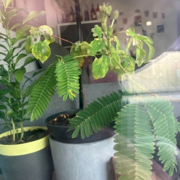 Mimosa pudica Blatt