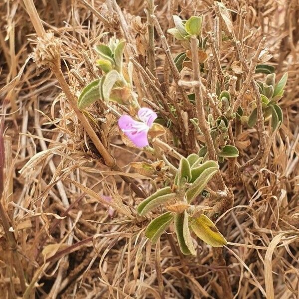 Dicliptera napierae Elinympäristö