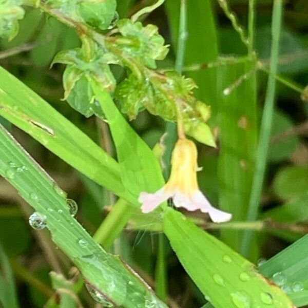 Oxalis barrelieri പുഷ്പം