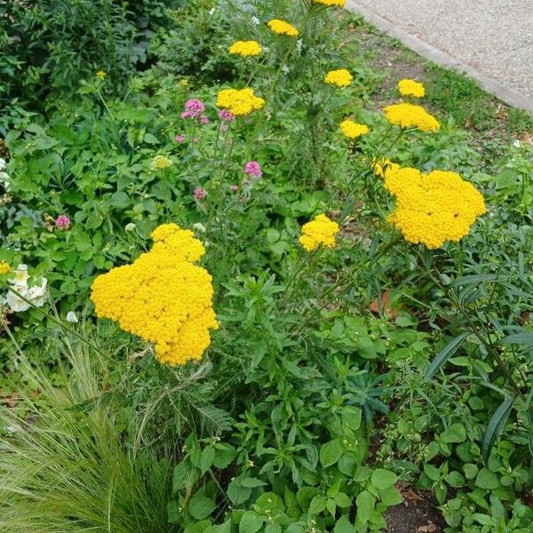 Achillea filipendulina 形態