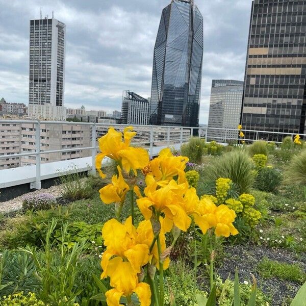 Iris barbatula 花