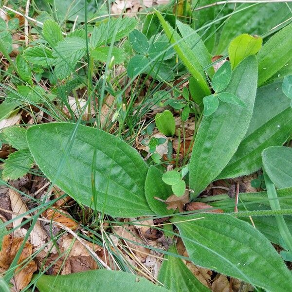 Plantago media Leaf