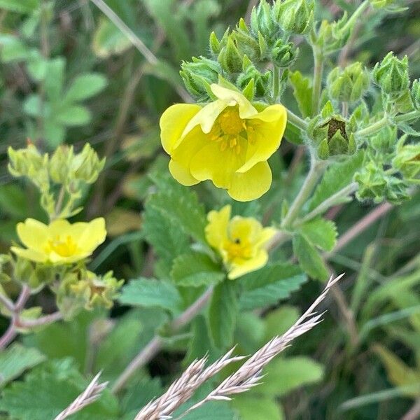 Potentilla recta Floro