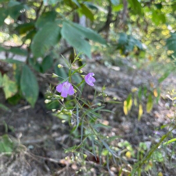 Agalinis tenuifolia Flower