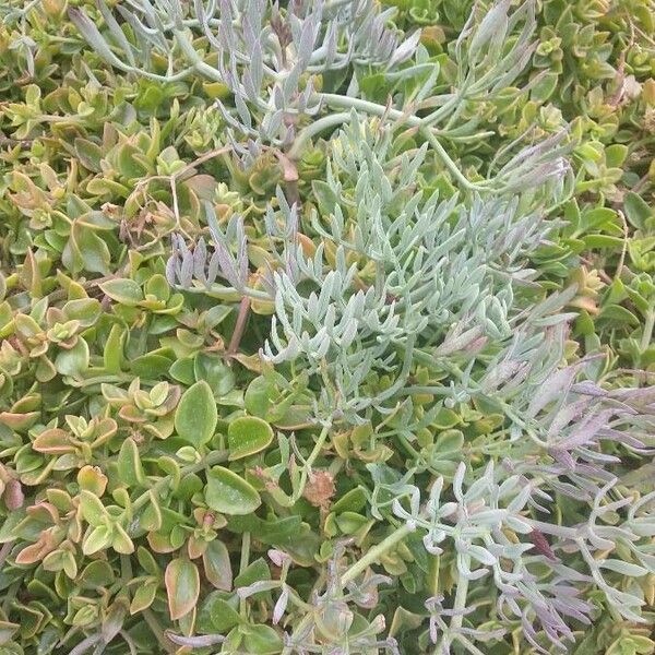 Crithmum maritimum Habitus