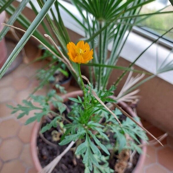 Cosmos caudatus Bloem