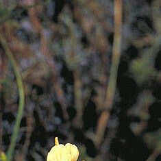 Utricularia gibba Flor