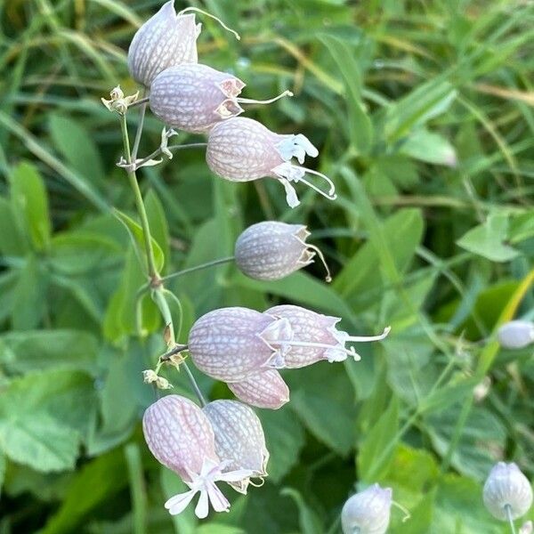 Silene vulgaris Цвят