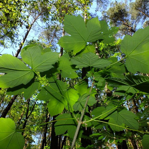 Acer pseudoplatanus Ліст