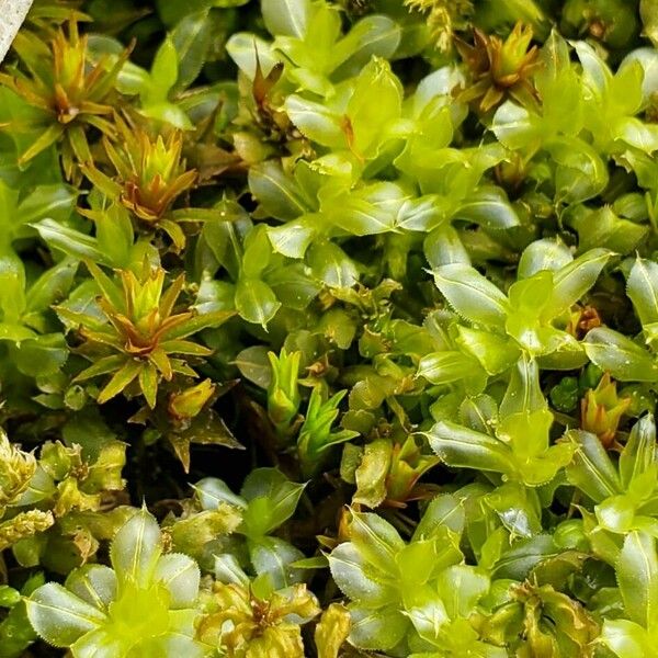 Elodea canadensis Лист