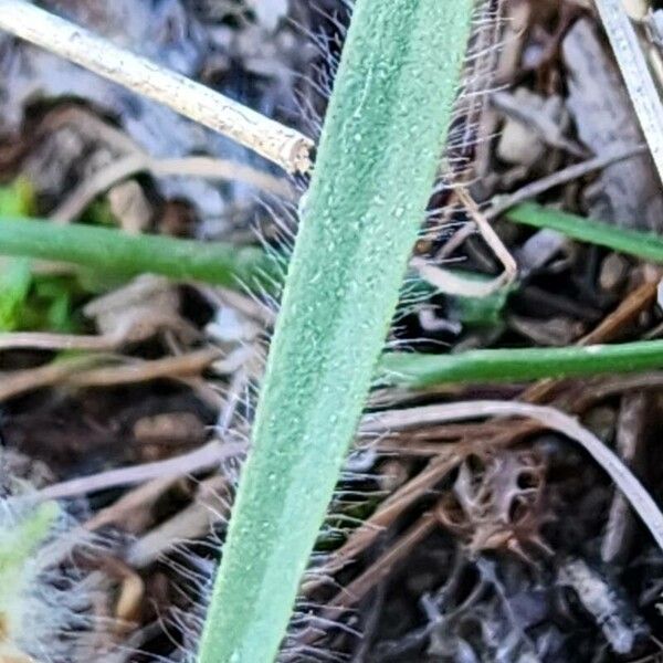 Plantago bellardii Feuille