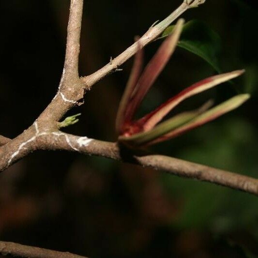 Ryania speciosa Flower