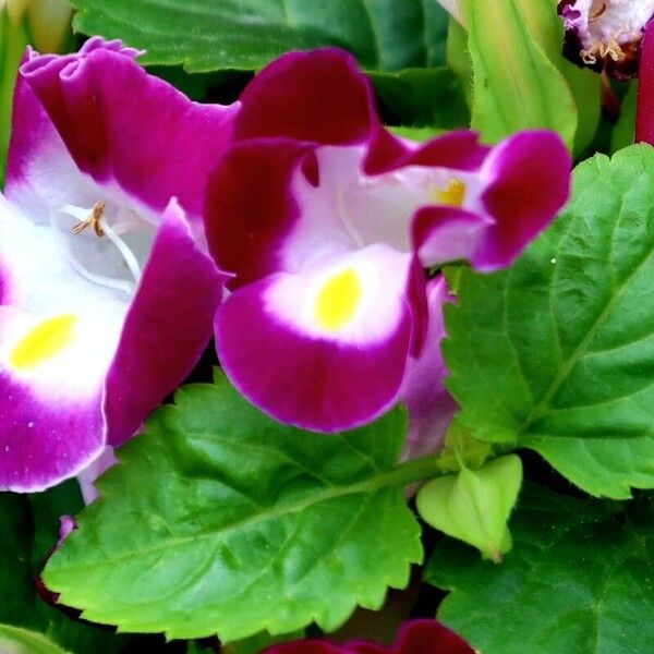 Torenia fournieri Flower