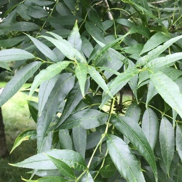 Fraxinus angustifolia Leaf