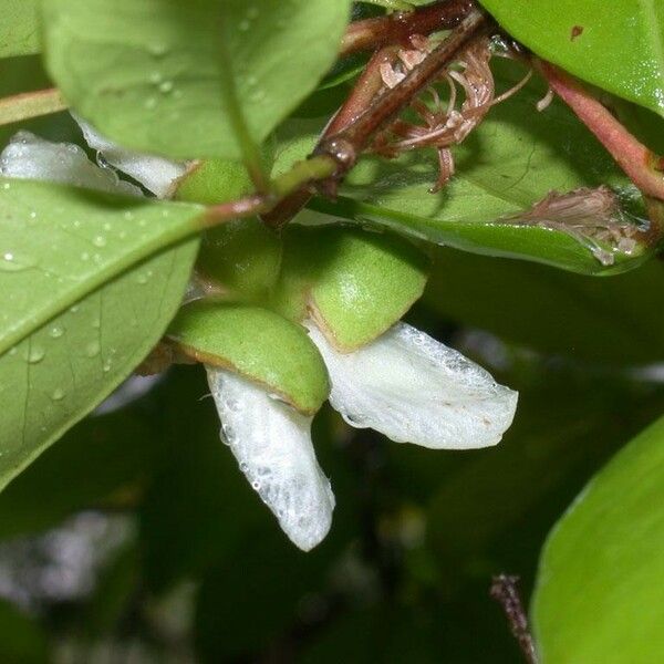 Psidium friedrichsthalianum Other