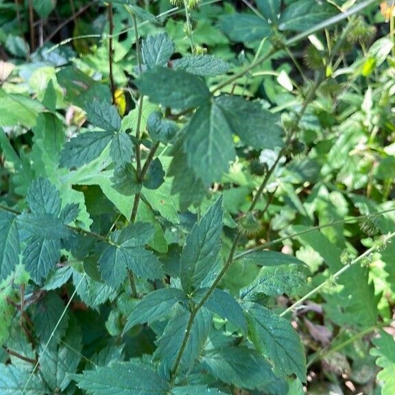 Agrimonia gryposepala Leaf