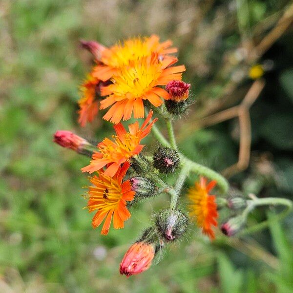 Pilosella aurantiaca പുഷ്പം