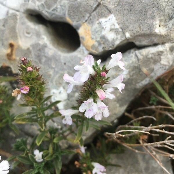 Satureja montana Flower