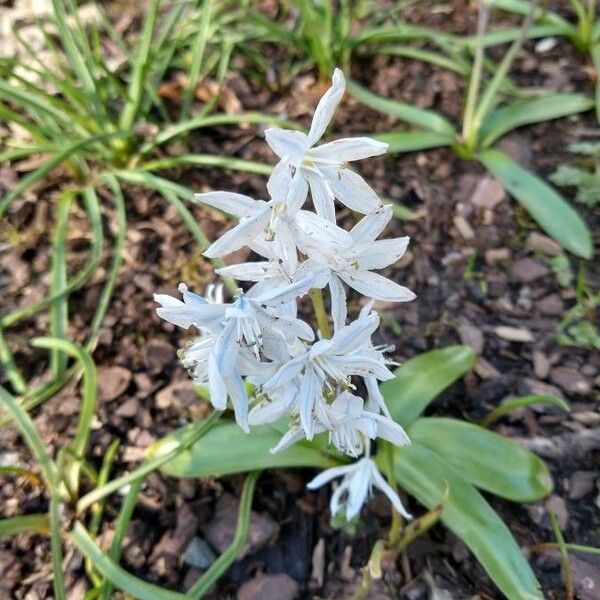 Ornithogalum nutans Flor