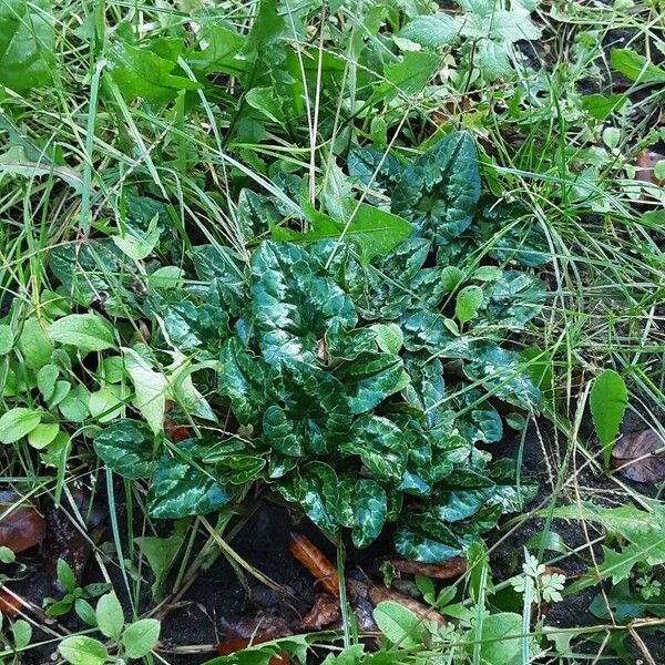 Cyclamen repandum Habitatea