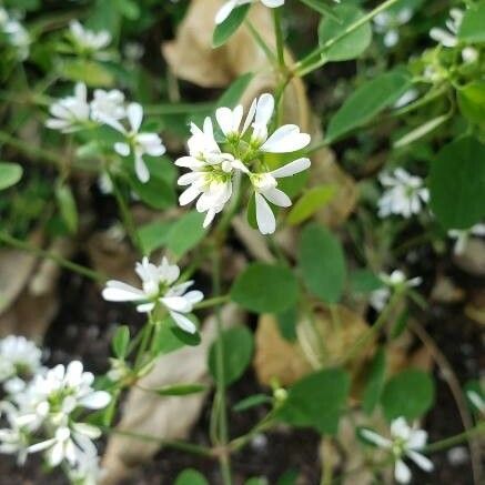 Euphorbia leucocephala Kwiat