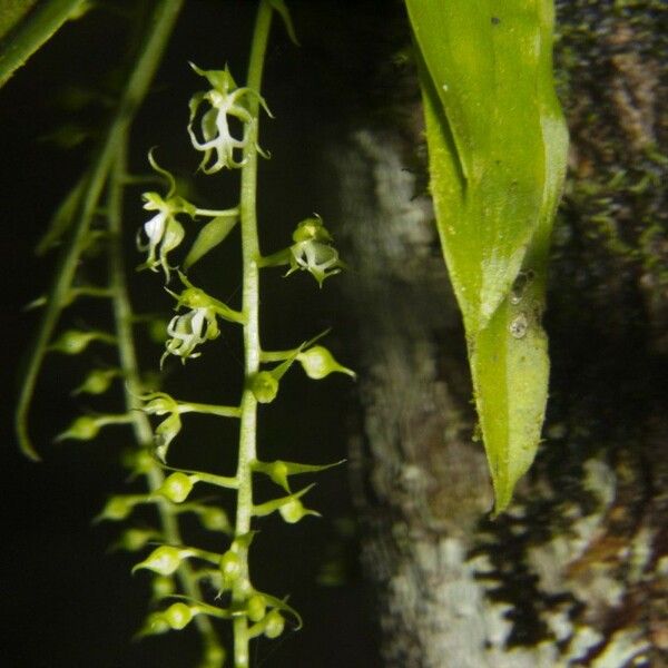 Cryptarrhena guatemalensis Ostatní