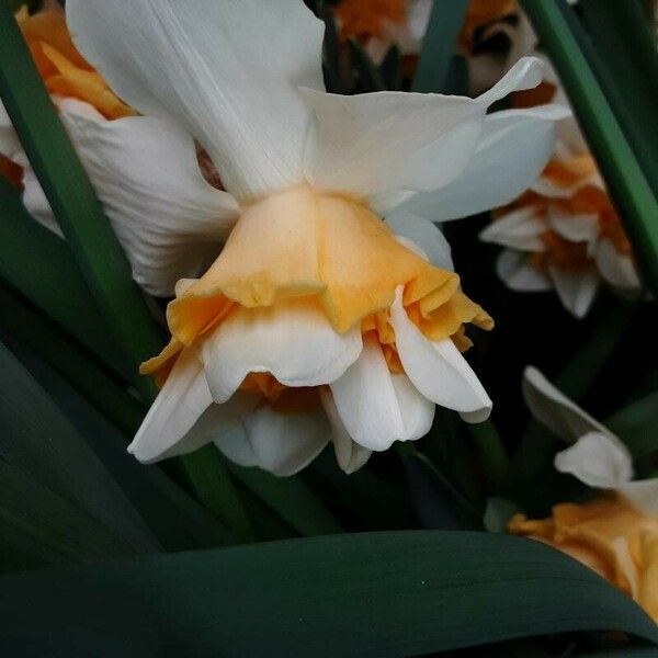 Narcissus tazetta Kwiat