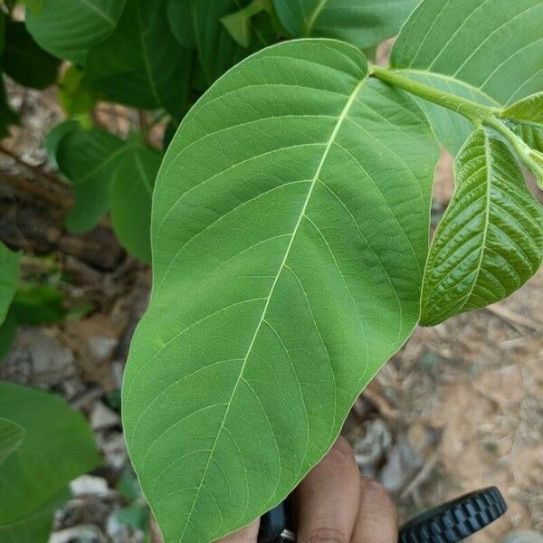 Holarrhena pubescens Hostoa