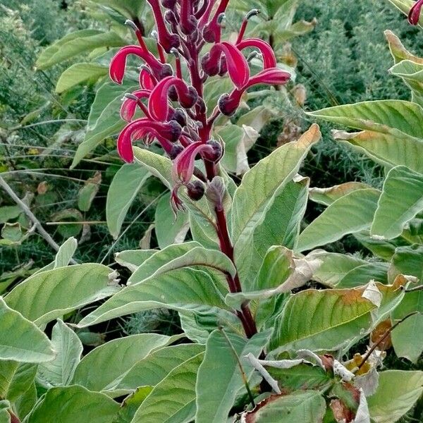 Lobelia tupa عادت داشتن