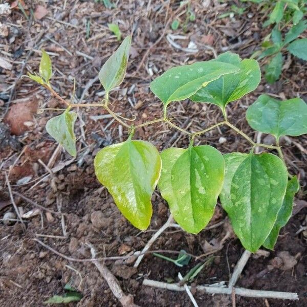 Smilax bona-nox Habit