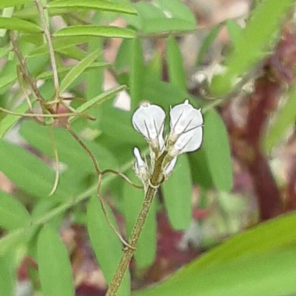 Vicia hirsuta Flower