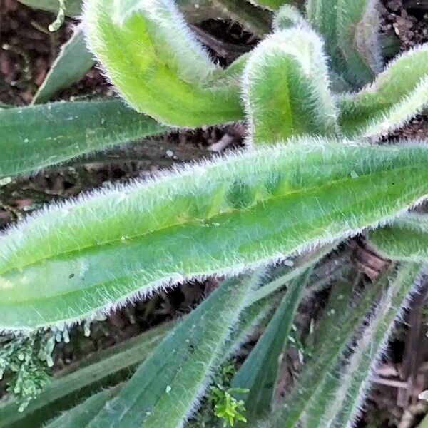 Plantago lagopus Blatt