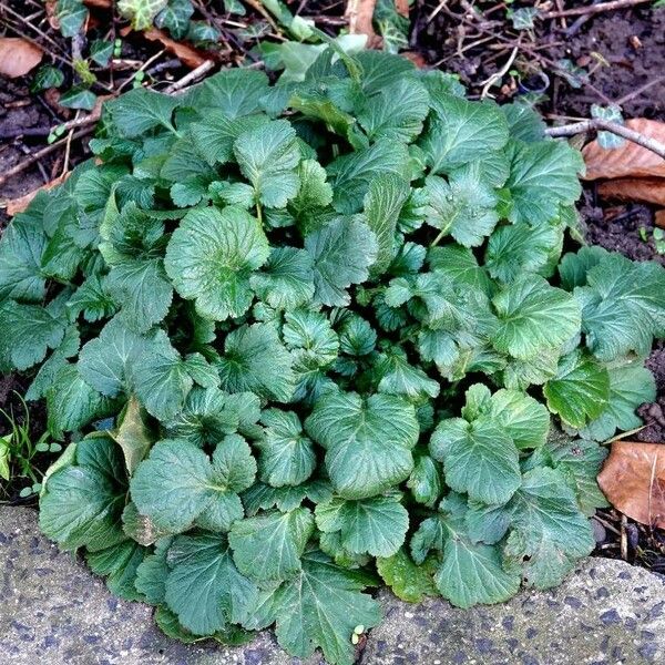 Geum macrophyllum পাতা