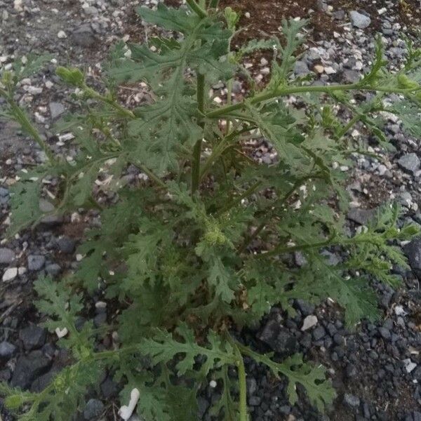 Senecio viscosus Leaf