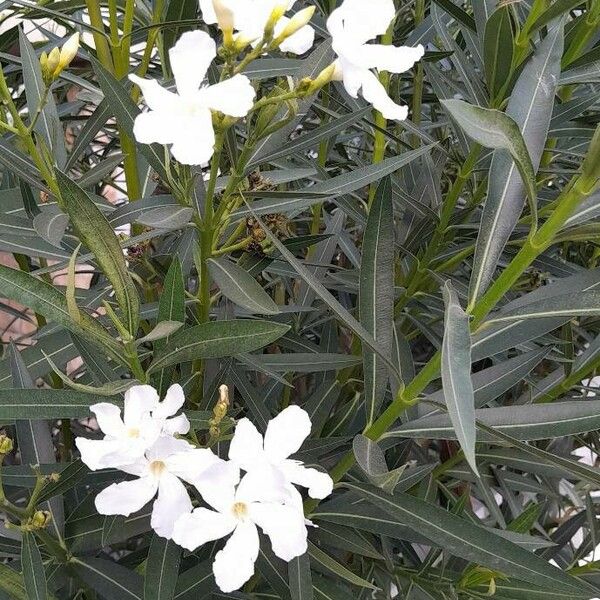 Nerium oleander Habitus