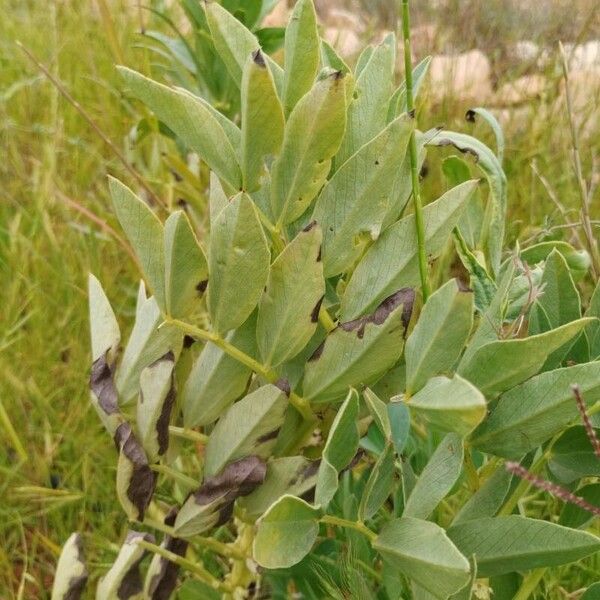 Vicia faba Лист