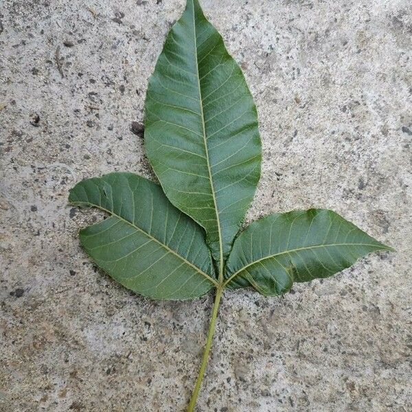 Allophylus abyssinicus Leaf