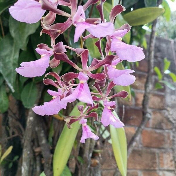 Encyclia cordigera Flower