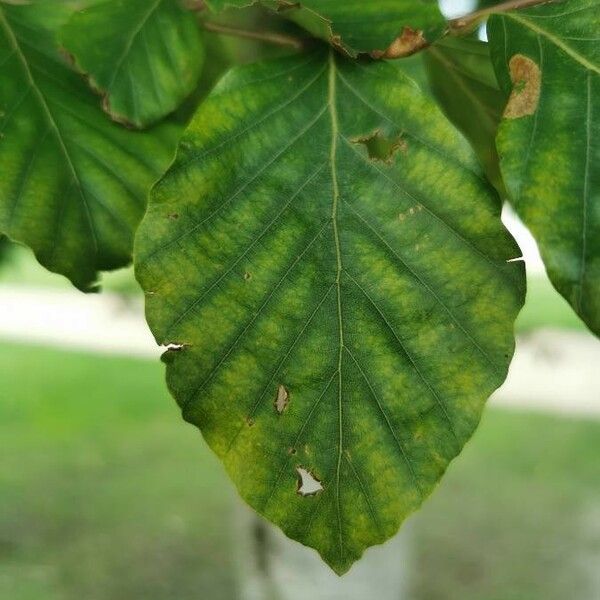 Fagus sylvatica Blad