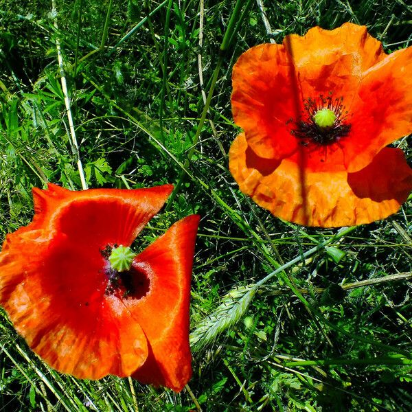 Papaver rhoeas Kukka