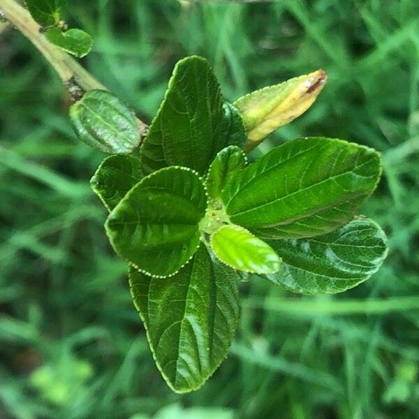 Ceanothus arboreus Leaf