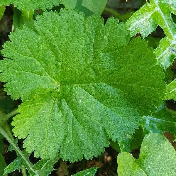 Geum macrophyllum Blatt