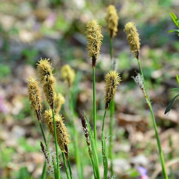 Carex umbrosa Цветок