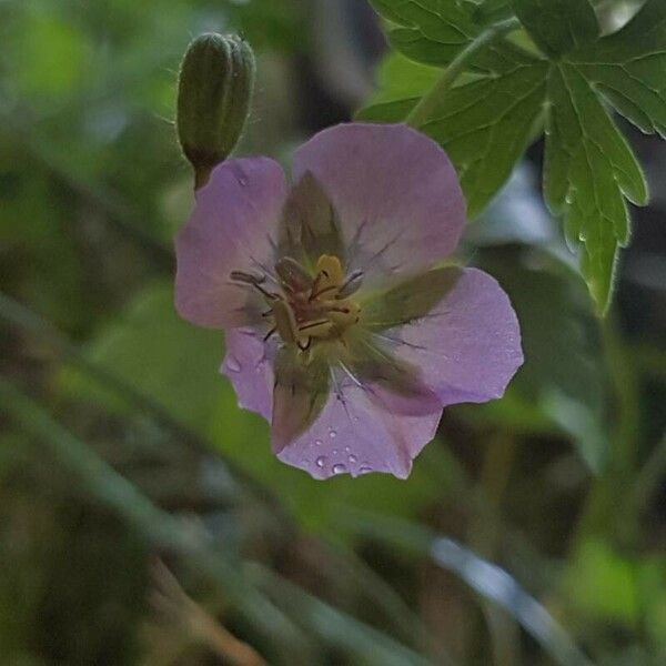 Geranium maculatum Žiedas