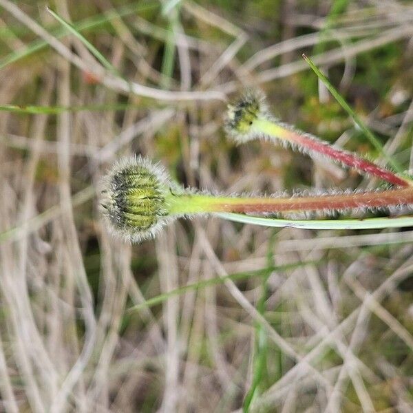 Hypochaeris maculata Flor