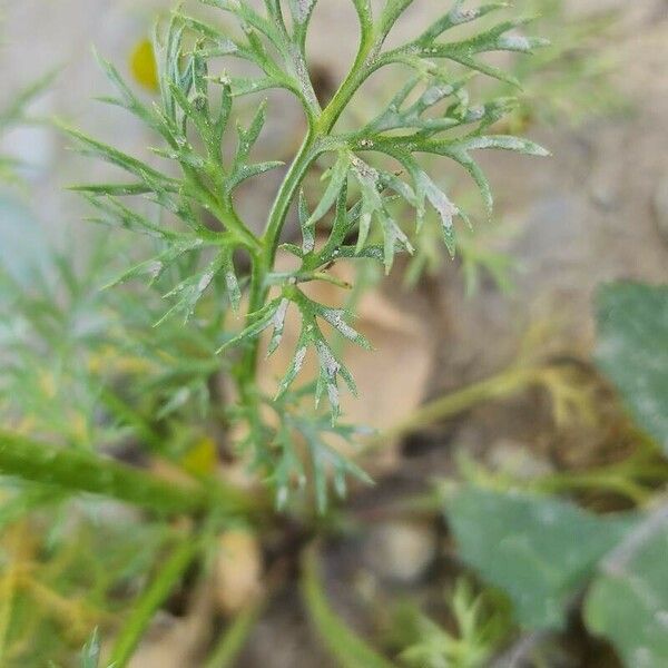 Adonis annua Feuille