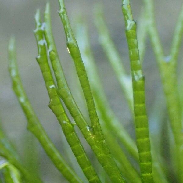 Ceratophyllum demersum Leaf