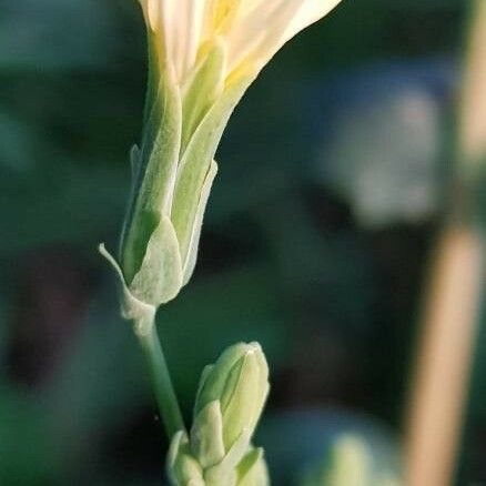 Lactuca serriola फूल